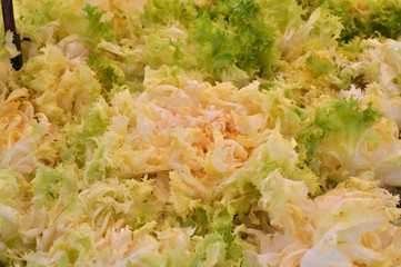 Endive (Cichorium endivia) salad vegetables