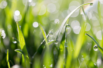 drops of dew on the green grass in nature. macro