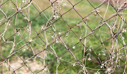dry climber on a metal fence as a backdrop