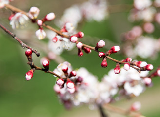 flowers on the tree in nature