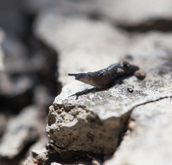 snail in nature. macro