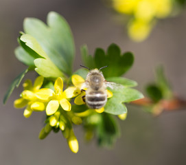 bee on flowers. macro