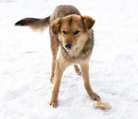 Fototapeta na wymiar dog portrait outdoors in winter
