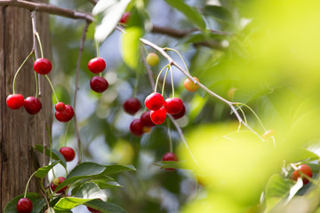 ripe red cherries on a tree branch