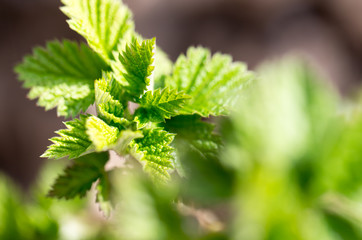 young raspberry leaves in nature