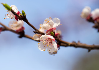 flowers on the tree in nature...