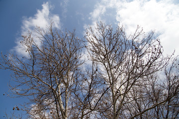 Fototapeta na wymiar leafless tree branches against the sky