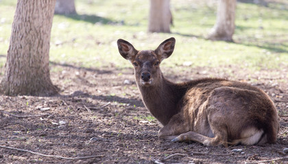 young female deer in a park on the nature