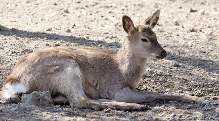 young female deer in a park on the nature