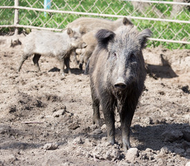 wild boar in the mud in the zoo