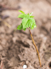 young raspberry leaves in nature