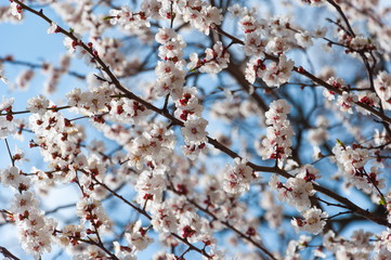 Apricot tree flower, seasonal floral nature background