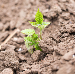 young raspberry leaves in nature