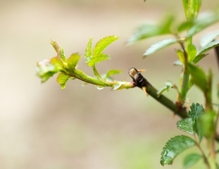 the leaves on the plant after the rain