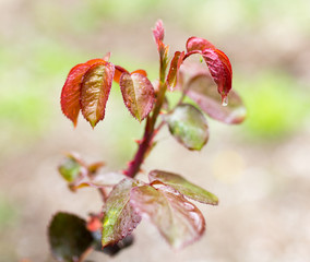 the leaves on the plant after the rain