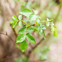 the leaves on the plant after the rain