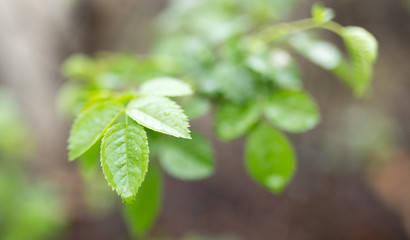 the leaves on the plant after the rain