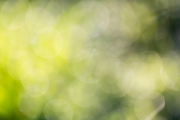 Obraz premium bokeh background of green nature