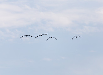 birds in the sky
