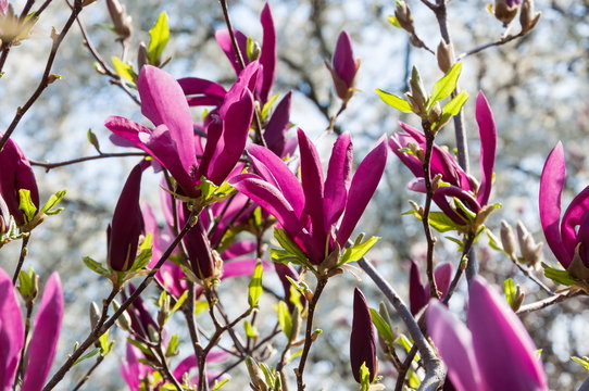 Fototapeta magnolia tree blossom