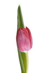 Red tulip over white background