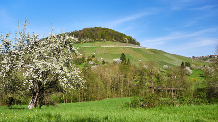 Haselstein in Winnenden