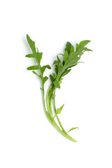 ハーブ　セルバチコ