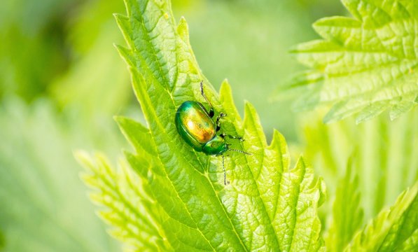 gr&uuml;ner Blattk&auml;fer M&auml;nnchen im Fr&uuml;hling