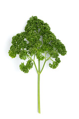 Obraz premium パセリ