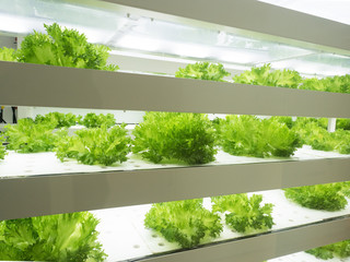 野菜工場