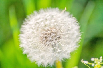 Pusteblume frisch erblüht im Frühling