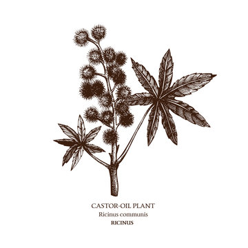 Botanical illustration of Castor oil plant. Hand drawn sketch of poisonous plant - Ricinus communis. Dangerous flowers