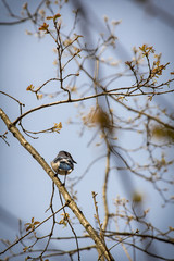 Blue Jay Early Spring