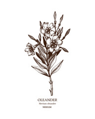 Botanical illustration of Oleander. Vintage Hand drawn sketch of poisonous plant - Nerium oleander. - obrazy, fototapety, plakaty