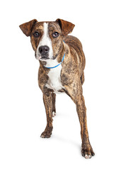 Brindle Pit Bull Crossbreed Dog Over White