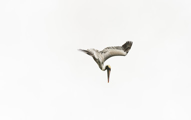 Fototapeta premium Pelican Diving