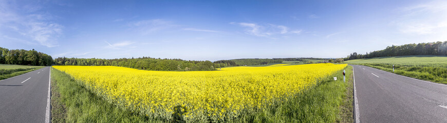 Spring countryside of yellow rapeseed fields in bloom