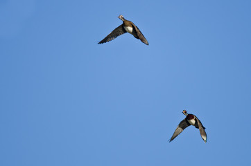 Pair of Wood Ducks Flying in a Blue Sky