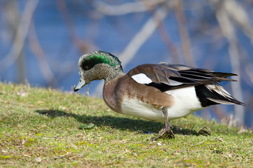 American Wigeon Feasting on the First Grass of Spring