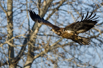 Young Bald Eagle Flying Past the Winter Trees