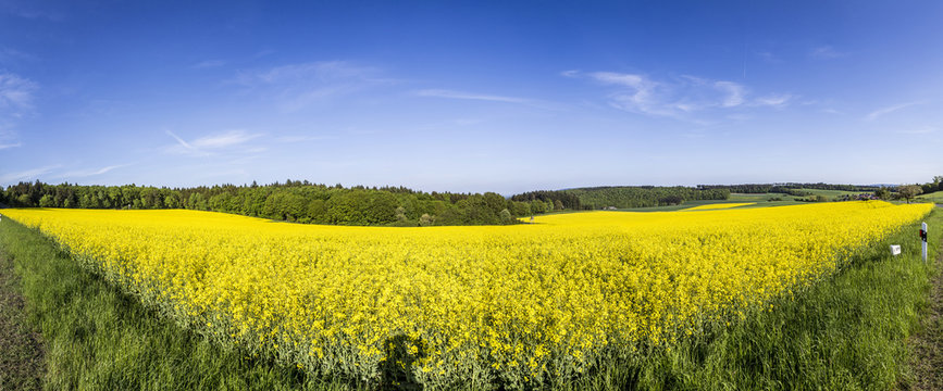 Spring countryside of yellow rapeseed fields in bloom © travelview