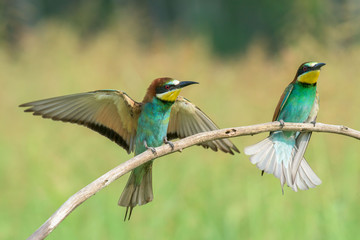 Bee-eater spreading wings