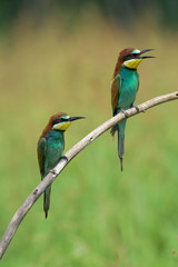 Two Bee-eaters on a branch