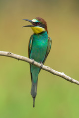 Bee-eater on a branch