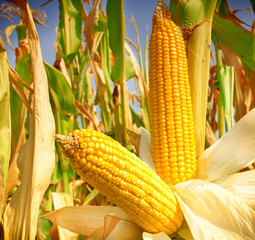 Corn field - 108755269