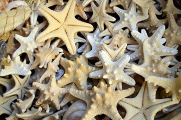 Starfish collection as background