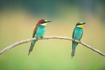 Two Bee-eaters on a branch
