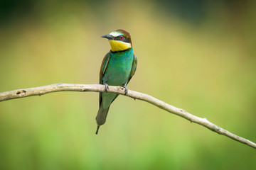 Bee-eater on a branch