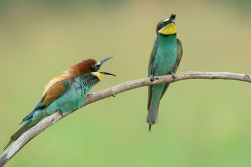Two Bee-eaters on a branch