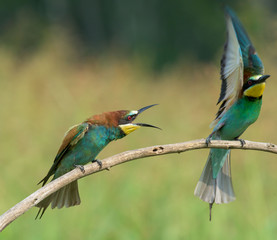 Bee-eater spreading wings